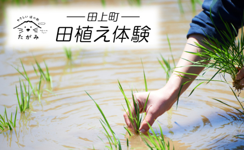 田植え体験 1396861 - 新潟県田上町