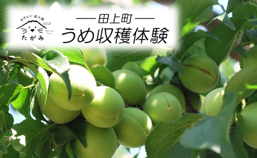 うめ収穫体験 1396863 - 新潟県田上町