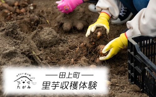 里芋収穫体験 1396868 - 新潟県田上町