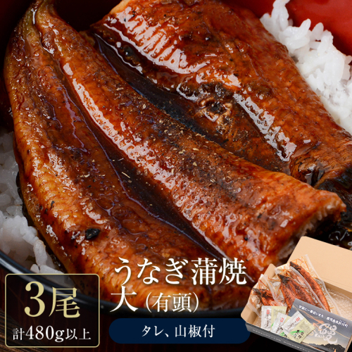 うなぎ蒲焼・大(有頭)(3尾・計480g以上、タレ、山椒付) 1396871 - 鹿児島県肝付町
