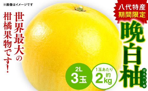 【先行予約】 八代特産 晩白柚 （ばんぺいゆ） 2Lサイズ(約2kg)×3玉 柑橘 果物 フルーツ 熊本県産 ばんぺいゆ フルーツ 柑橘 特産品 【2025年12月上旬より順次発送】 1416749 - 熊本県八代市