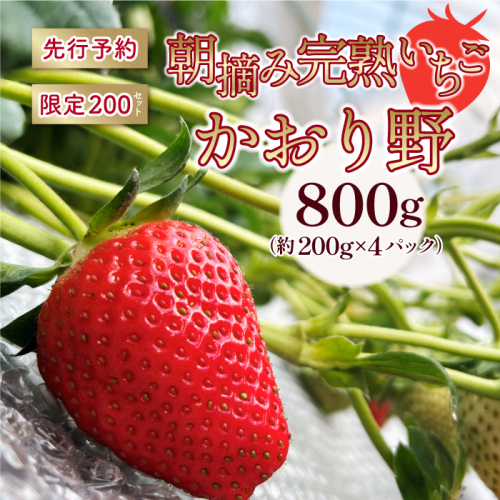 【先行予約】いちご かおり野 合計800ｇ（約200ｇ×4パック） 果物 フルーツ 【2025年1月中旬から順次発送】 1418170 - 島根県邑南町