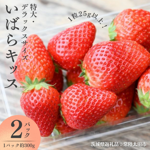 【 2026年 先行予約 】 いばらキッス ( 約300g × 2パック ) 特大 ・ デラックスサイズ （茨城県共通返礼品／常陸太田市） 茨城県品種 2026年1月から発送開始 フルーツ 苺 イチゴ いちご 新鮮 朝採れ 茨城県 桧山FRUITFARM [DY020sa] 1422657 - 茨城県桜川市