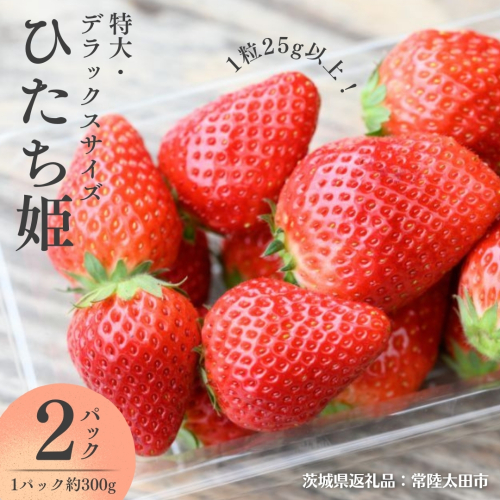 【 2025年1月以降発送 】 ひたち姫 ( 約300g × 2パック ) 特大 ・ デラックスサイズ （茨城県共通返礼品／常陸太田市） フルーツ 苺 イチゴ いちご 新鮮 朝採れ 茨城県 桧山FRUITFARM [DY022sa] 1422659 - 茨城県桜川市