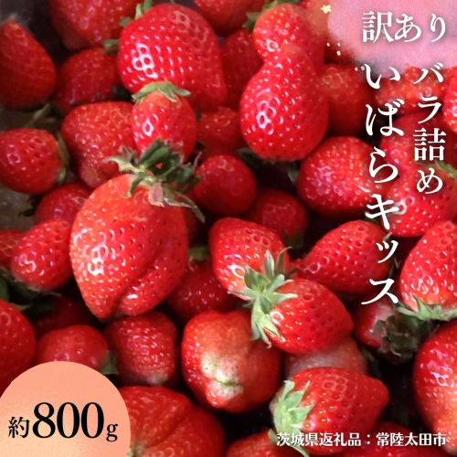 【 訳あり 】【 2026年 先行予約 】 いばらキッス たっぷり 約800g バラ詰め （茨城県共通返礼品／常陸太田市） 茨城県品種 2026年2月から発送開始 フルーツ 苺 イチゴ いちご 新鮮 朝採れ 茨城県 桧山FRUITFARM [DY023sa] 1422660 - 茨城県桜川市