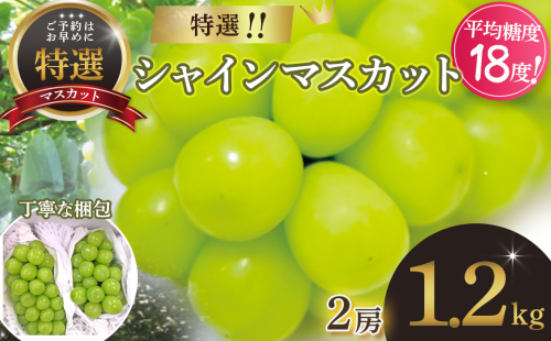 【2025年発送】 特選 シャインマスカット 2房 約1.2kg 先行予約 山梨県産 産地直送 フルーツ 果物 くだもの ぶどう ブドウ 葡萄 シャイン シャインマスカット 新鮮 人気 おすすめ 国産 贈答 ギフト お取り寄せ 山梨 甲斐市 AN-129 1423072 - 山梨県甲斐市