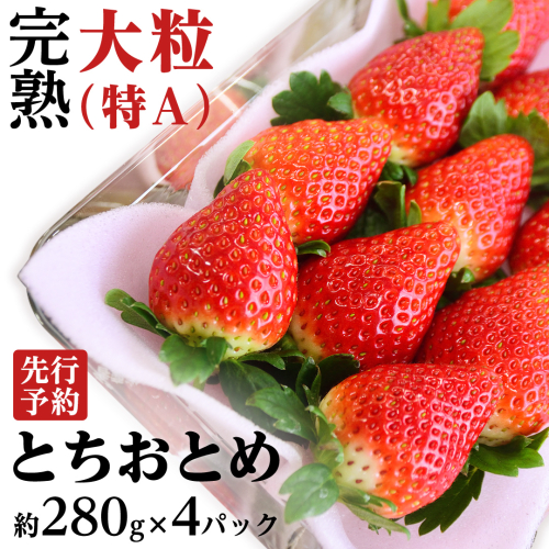 【 2025年1月上旬発送開始 】完熟 とちおとめ 約280g×4パック 国産 いちご イチゴ 苺 とちおとめ [BC006sa] 1423799 - 茨城県桜川市