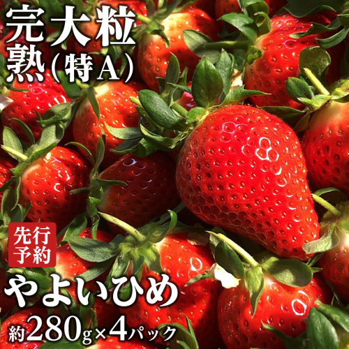【 2025年1月上旬発送開始 】 完熟 やよいひめ 約280g×4パック 国産 いちご イチゴ 苺 茨城県産 [BC007sa] 1423916 - 茨城県桜川市