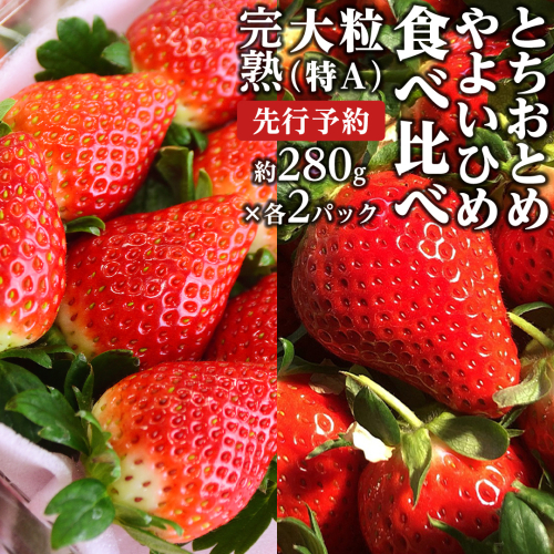 【 2026年1月上旬発送開始 】完熟！ やよいひめ 約260g×2P・とちおとめ 約260g×2P 食べ比べ 国産 いちご イチゴ 苺 [BC008sa] 1423917 - 茨城県桜川市
