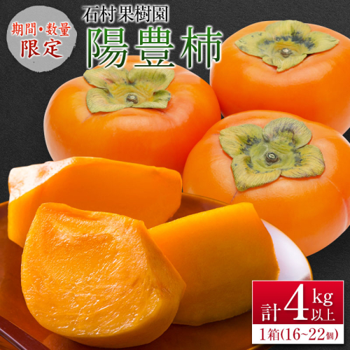 ＜期間・数量限定＞石村果樹園の『陽豊柿(ようほうがき)』計4kg以上 宮崎県新富町産【B624-25】 1424529 - 宮崎県新富町