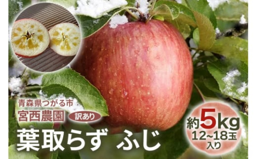 [訳あり] 葉取らず ふじ【約5kg 12から18玉入り】｜令和7年 2025年 訳アリ 訳あり 家庭用 青森産 津軽 つがる りんご リンゴ 果物 フルーツ フジ [0690]