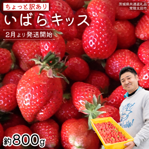 【 先行予約 】《 いばらキッス 》ちょっと訳あり イチゴ たっぷり800g バラ詰め 《 2026年2月以降発送 》（茨城県共通返礼品／常陸太田市） 訳あり いちご 苺 高糖度 甘い 加工用 生食用 ジャム 製菓用 朝採れ 新鮮 数量限定 期間限定 1430833 - 茨城県牛久市