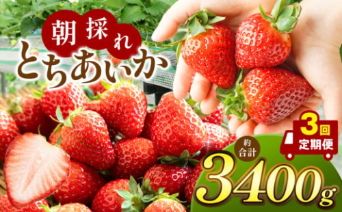 【2026年先行予約】【定期便3回】朝採れいちご とちあいか (1月1000g,2月1000g,3月1400g）完熟 いちご 苺 ストロベリー 人気 名産地 数量限定 数量限定 産地直送 とちあいか 朝採れ 果物 いちご 苺 新鮮 日本一 高級 いちご 甘い 酸味 スイーツ 大容量 贈り物 おすすめ いちご 定期便 いちご  真岡市 栃木県 送料無料