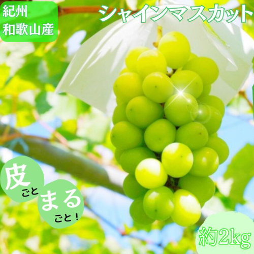 紀州和歌山産 シャインマスカット 約2kg ※2025年8月下旬頃〜2025年9月上旬頃に順次発送 ※日付指定不可 ぶどう ブドウ 葡萄 マスカット 果物 くだもの フルーツ 人気 旬の果物【uot798】 1433268 - 和歌山県北山村