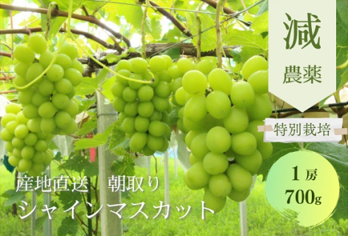 【✩先行予約✩2024年/令和6年発送分】減農薬　大粒シャインマスカット700g／1房　CF-6  山梨県産　産地直送　フルーツ　果物　くだもの　ぶどう　ブドウ　葡萄　シャイン　シャインマスカット　新鮮　人気　おすすめ　国産　贈答　ギフト　お取り寄せ　CF-6 1434730 - 山梨県甲斐市