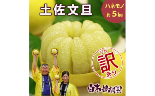 【果樹園直送】土佐文旦 訳ありご家庭用 約5kg L～4Lサイズ 約7～13個入り B級品 ぶんたん ブンタン フルーツ 柑橘 みかん 果物 くだもの 柑橘類 デザート おやつ 訳アリ ご自宅用 白木果樹園 1436023 - 高知県土佐市