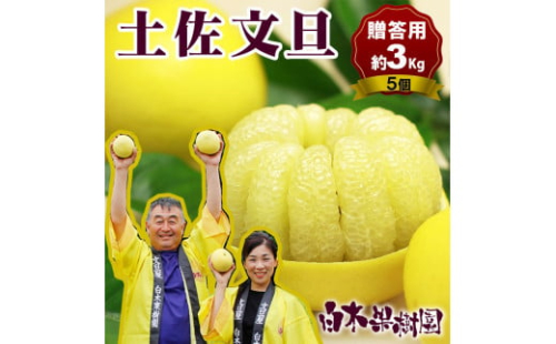 【果樹園直送】土佐文旦 特選品贈答用 約3kg 3L～4Lサイズ 5個入り 大玉 ぶんたん ブンタン フルーツ 柑橘 みかん 果物 くだもの 柑橘類 デザート おやつ 贈り物 プレゼント 白木果樹園 1436026 - 高知県土佐市