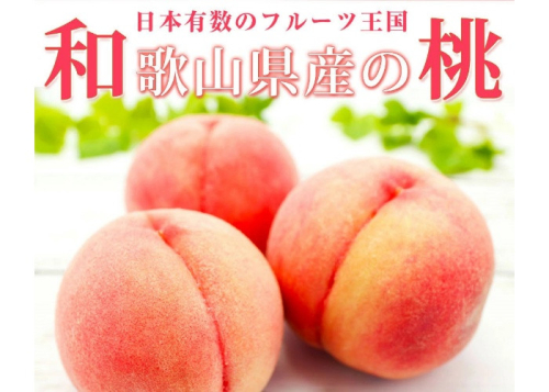 紀州和歌山産の桃 15玉 化粧箱入 ※2025年6月下旬~2025年8月上旬頃順次発送(お届け日指定不可)【uot780A】 1436185 - 和歌山県新宮市