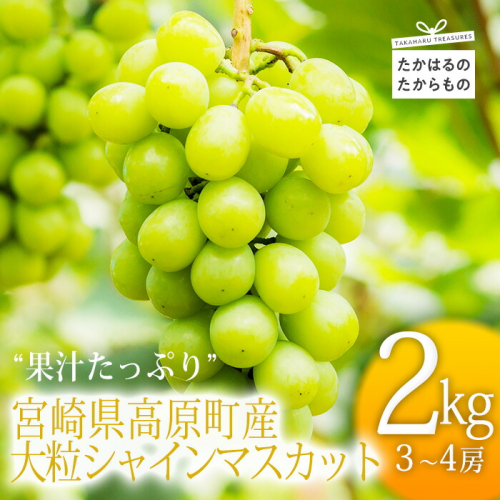《数量限定・先行受付》 日本一太陽を浴びて育った宮崎のシャインマスカット 約2kg(3～4房) 食べやすい種なしブドウ [ぶどう 葡萄 大粒 果物 フルーツ 季節限定 果物 ギフト 贈答 産地直送 産直 2キロ 3個～4個 宮崎県高原町産 ワンストップオンライン] TF0581-P00025 1436639 - 宮崎県高原町