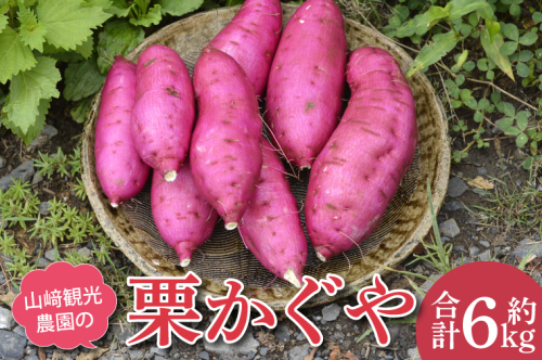 山崎観光農園の栗かぐや 約 6kg|栃木県 益子町 ふるさと納税 里山 ほくほく さつまいも 栗かぐや 栗のような甘さ (AU016) 1440209 - 栃木県益子町
