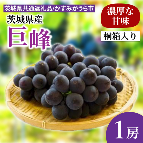 【先行予約】巨峰 桐箱入り1房（茨城県共通返礼品：かすみがうら市産）　※2025年8月初旬～2025年10月下旬頃に順次発送予定（CD039） 1451287 - 茨城県大子町
