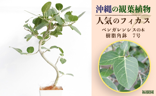 沖縄の観葉植物 人気のフィカス ベンガレンシス7号 角鉢 145331 - 沖縄県うるま市