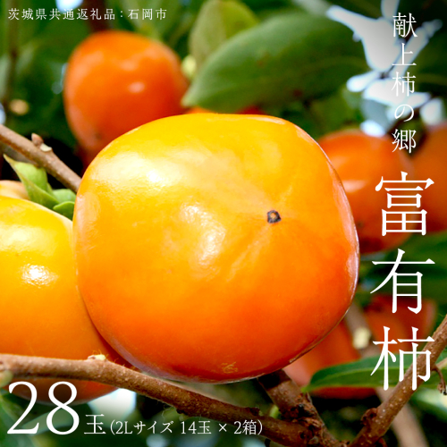 献上柿の郷 富有柿 28玉 ( 2Lサイズ 14玉 × 2箱 ) ( 茨城県共通返礼品 石岡市 ) 2025年11月中旬発送開始 数量限定 果物 くだもの フルーツ 柿 [EZ003sa] 1453985 - 茨城県桜川市
