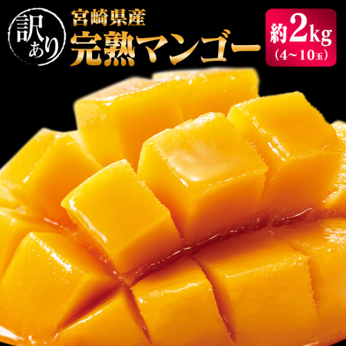 宮崎県産「訳あり」完熟 マンゴー 約2kg（4～8玉）先行予約 南国 フルーツ 果物【C400-26】 145809 - 宮崎県新富町
