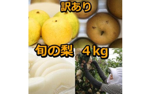 928.【訳あり】鳥取県産旬の梨セット 4kg ≪果物 フルーツ くだもの≫　※2025年8月下旬頃～12月下旬頃に順次発送予定