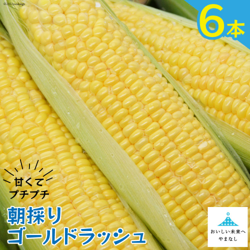 【期間限定発送】 朝採り 即出荷 甘くてプチプチ ゴールドラッシュ 6本 ／ 野菜 とうもろこし トウモロコシ 新鮮 しゃんと畑 山梨県 中央市 1466245 - 山梨県中央市