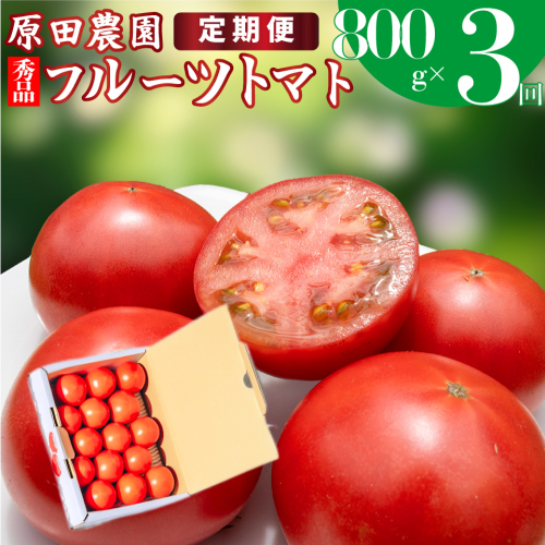 【3回定期便】フルーツトマト 原田農園 約800g 小箱　（12月下旬～5月頃発送）＜2024年12月下旬頃より発送＞ 1467118 - 高知県佐川町
