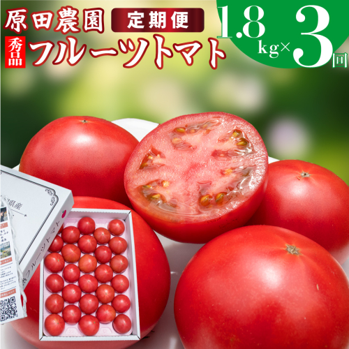 【3回定期便】フルーツトマト 原田農園 約1,800g 大箱（12月下旬～5月頃発送）＜2024年12月下旬頃より発送＞ 1467119 - 高知県佐川町