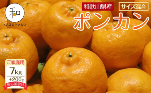 家庭用 森本農園の手選別 ポンカン 6kg 和歌山県産 サイズ混合 ［北海道・沖縄・離島配送不可］［RN32］［2026年1月上旬から順次発送］ 1470806 - 和歌山県那智勝浦町