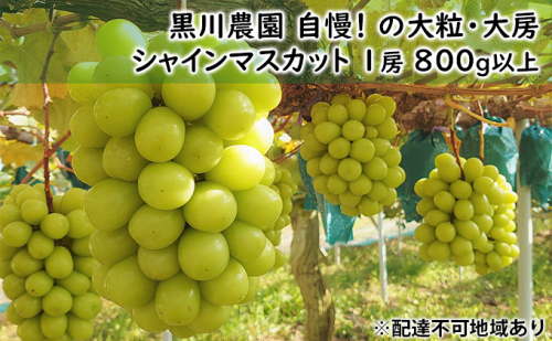 ぶどう 2025年 先行予約 黒川農園 自慢 ! の大粒 大房 シャイン マスカット 1房 800g以上 ブドウ 葡萄 岡山県産 国産 フルーツ 果物 ギフト 果物類  147966 - 岡山県高梁市