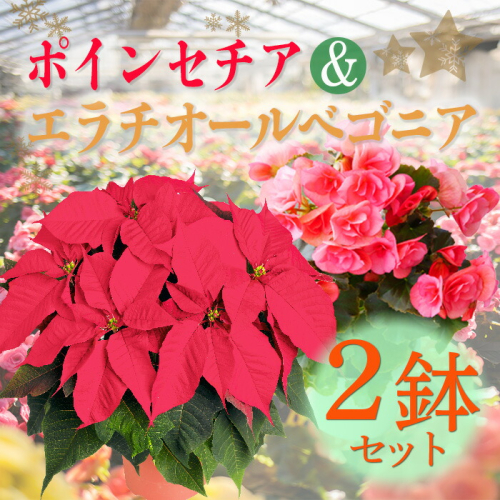 【先行受付】 「ポインセチア」と「エラチオールベゴニア」セット クリスマスシーズンにお届け！ [贈り物 ギフト 贈答 フラワーセット お花 観葉植物 パーティ 飾り ワンストップオンライン] TF0716-P00024 1488072 - 宮崎県高原町