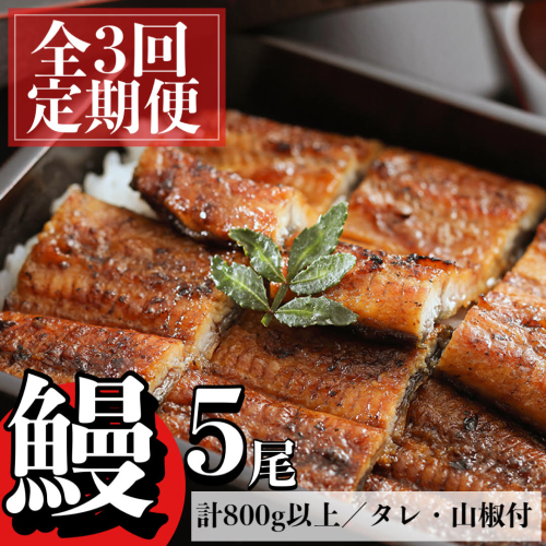 <定期便・計3回(連続)>うなぎ蒲焼・大(有頭)(5尾・計800g以上✕3回、タレ、山椒付) 1491763 - 鹿児島県肝付町
