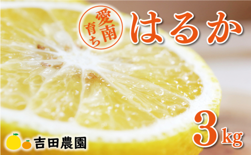 数量限定 先行予約 はるか 3kg 7000円 みかん mikan 蜜柑 ミカン 国産 産地直送 農家直送 期間限定 特産品 ゼリー ジュース アイス 等に 人気 限定 フルーツ 果物 柑橘 甘い おいしい ジューシー お取り寄せ ギフト プレゼント サイズ ミックス 愛南町 愛媛県 吉田農園 1502925 - 愛媛県愛南町