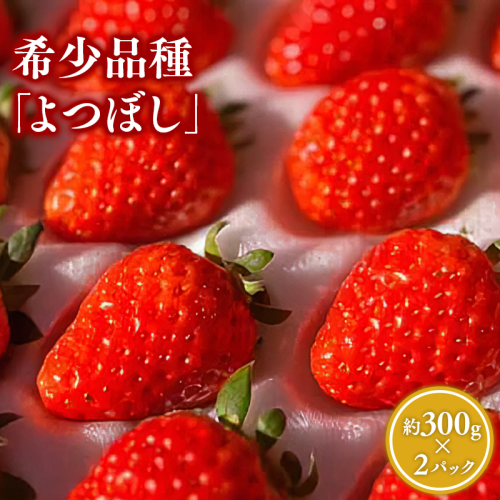 【2～4月発送】いちご よつぼし 約300ｇ×２パック 1505399 - 青森県平川市