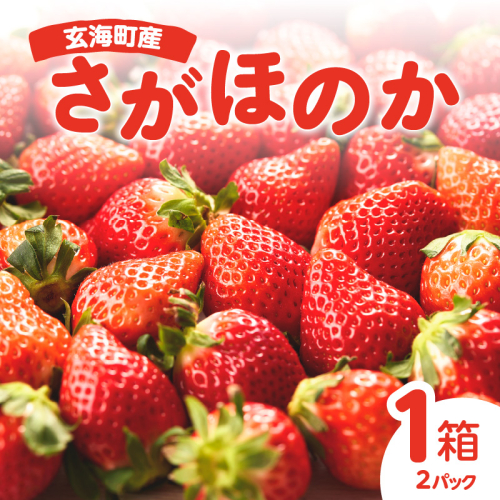 ★予約受付★平川いちご農園 佐賀県玄海町産いちご「さがほのか」2025年1月~4月順次配送 1505539 - 佐賀県玄海町