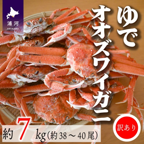 訳あり ゆでオオズワイガニ約7kg(約28～30尾入)[02-1412] 1506013 - 北海道浦河町