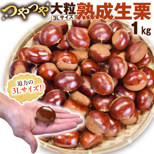 【 谷口農場 】 つやつや 大粒 熟成 生栗 1kg ( 3Lサイズ ) 完熟 栗 くり クリ 栗ごはん 果物 フルーツ　数量限定 [EC002ci] 1508526 - 茨城県筑西市