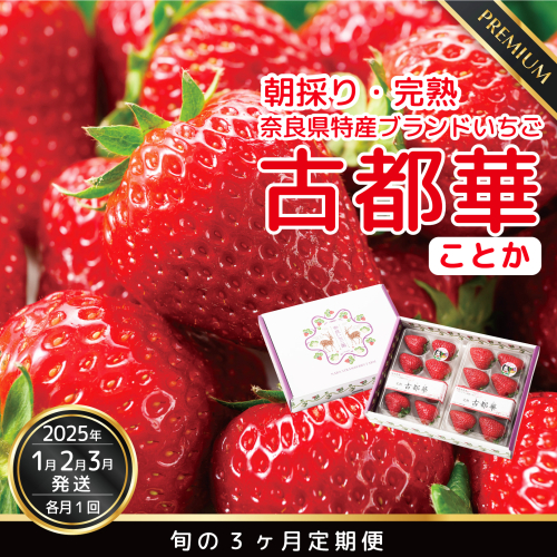【数量限定】【先行予約】【1・2・3月発送】奈良県特産 高級ブランドいちご「古都華」旬の３ヶ月定期便 // いちご イチゴ 古都華 フルーツ 果物 旬 限定 ブランド 定期便 【数量限定】【12月より順次発送】奈良県特産 高級ブランドいちご「古都華」 贈答用 ギフト 化粧箱 1512488 - 奈良県広陵町