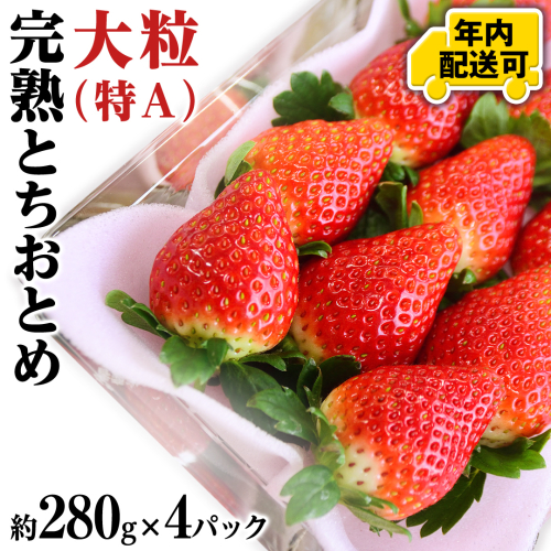 【12/17までの申込で年内にお届け！】完熟 とちおとめ 約260g×4パック 年内お届け 国産 いちご イチゴ 苺 果物 フルーツ 茨城県産 KEK[BC080sa] 1516503 - 茨城県桜川市