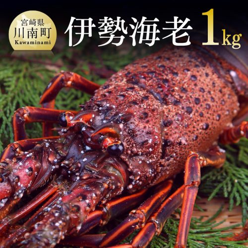 担当者厳選! 伊勢海老1.0kg(2~5尾) 【 伊勢えび 魚介類 いせえび 海産物 宮崎県産 国産 】 151973 - 宮崎県川南町
