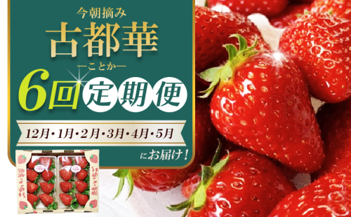 ［先行予約］【 いちご１２月から計6回定期便 】 ◆古都華　約３００g×２パック×６回 ◆ 【今朝摘みの丸笑いちご園】 ／ フルーツ いちご 苺 イチゴ 果物 くだもの 新鮮 完熟 朝採り 高級 希少品種 甘い 1531463 - 奈良県葛城市