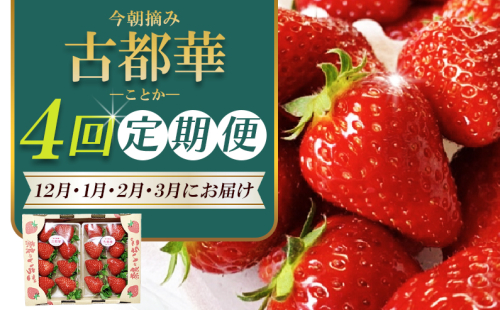 ［先行予約］【 いちご１２月から計4回定期便 】 ◆古都華　約３００g×２パック×４回 ◆ 【今朝摘みの丸笑いちご園】 ／ フルーツ いちご 苺 イチゴ 果物 くだもの 新鮮 完熟 朝採り 高級 希少品種 甘い 1531465 - 奈良県葛城市
