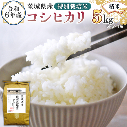 令和6年産 茨城県産 精米 特別栽培米 コシヒカリ 5kg （5kg×1袋） 白米 こしひかり 米 コメ こめ 単一米 限定 茨城県産 国産 美味しい お米 おこめ おコメ [EH07-NT] 1532273 - 茨城県つくばみらい市