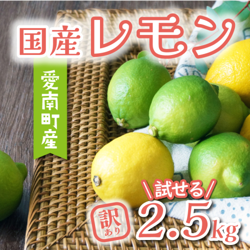 数量限定 先行予約 訳あり レモン 2.5kg 6000円 柑橘 檸檬 国産 れもん フルーツ 果物 果実 産地直送 農家直送 数量限定 期間限定 特産品 瀬戸内 ワックス 防腐剤 不使用 わけあり 人気 新鮮 少量 お試し レモネード 塩レモン レモン酢 レモンソース はちみつレモン レモンケーキ レモンスカッシュ レモンサワー レモン酎ハイ ビタミン 規格外 あいなんマザーズ 愛南町 愛媛県 1532508 - 愛媛県愛南町