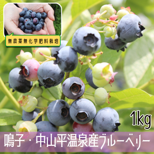 (03753)無農薬無化学肥料栽培 鳴子・中山平温泉産ブルーベリー1kg 1534465 - 宮城県大崎市