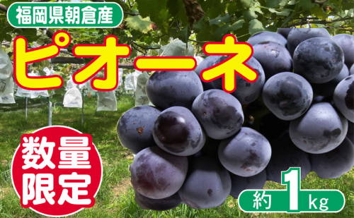 【朝倉市制施行20周年記念企画】 葡萄 ピオーネ 1~3房 約1kg 数量限定 ゆう美果樹園 ※配送不可:離島 1536241 - 福岡県朝倉市